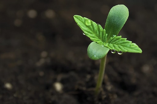 A hemp plant sprouting from the soil.