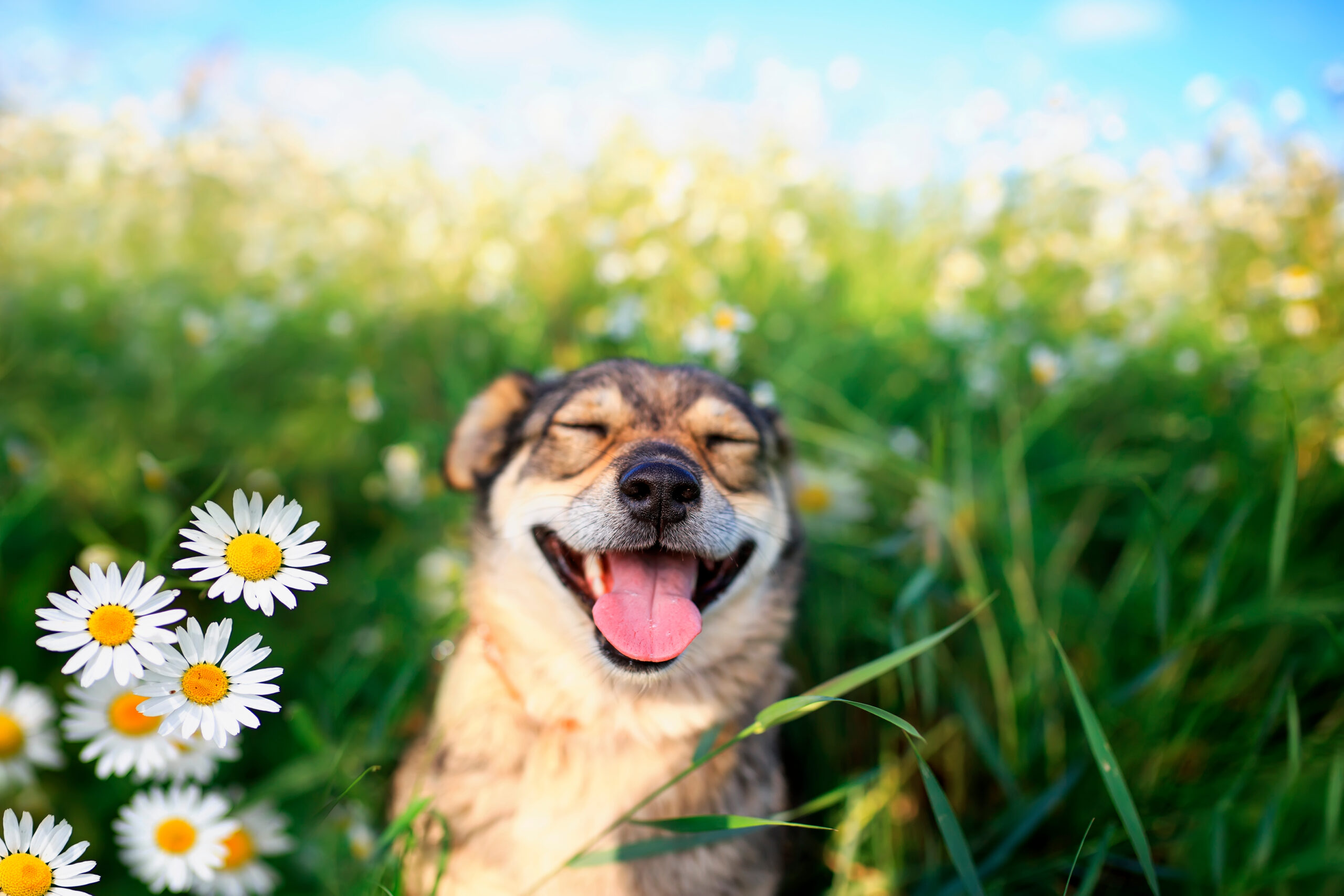 Fourth of July Pet Safety Guide: Keep Your Dog Calm, Happy & Healthy