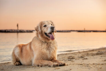 golden retriever at the beach