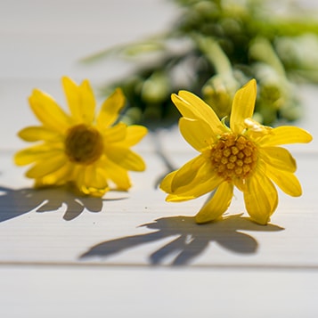 Arnica Ingredient - CBD Topical Balm