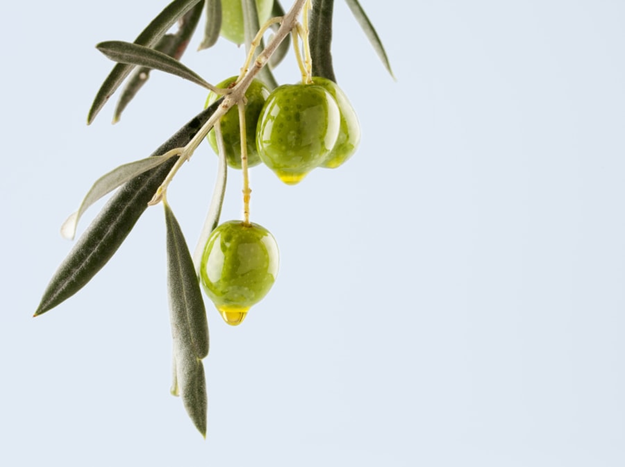 A branch of organic olives dipped in extra-virgin olive oil.