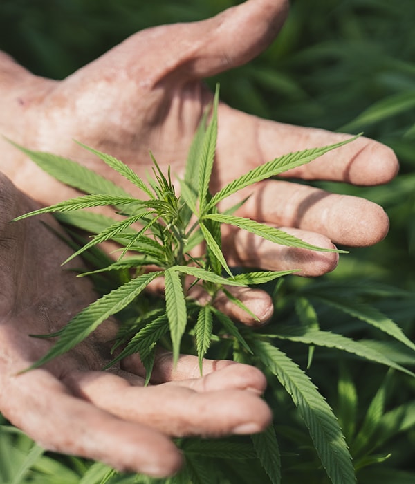 Difference between hemp and marijuana