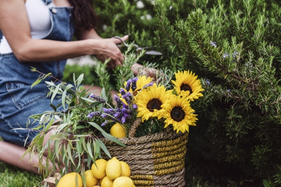 A basket of fresh sunflowers, lemons, and other garden ingredients.