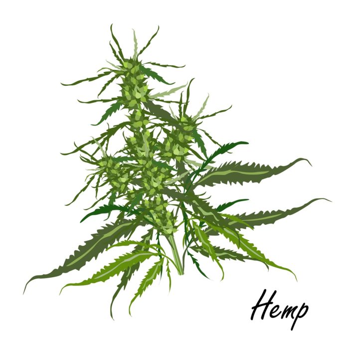 Hemp plant