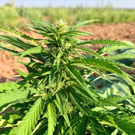 Single-hemp-plant-555x555 Single hemp plant
