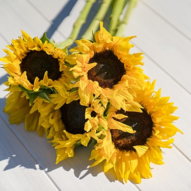 Sunflower Oil Ingredient - CBD Topicals & Gummies