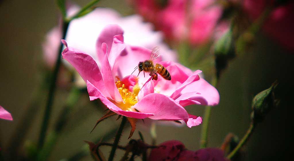 Pink Rose Flower