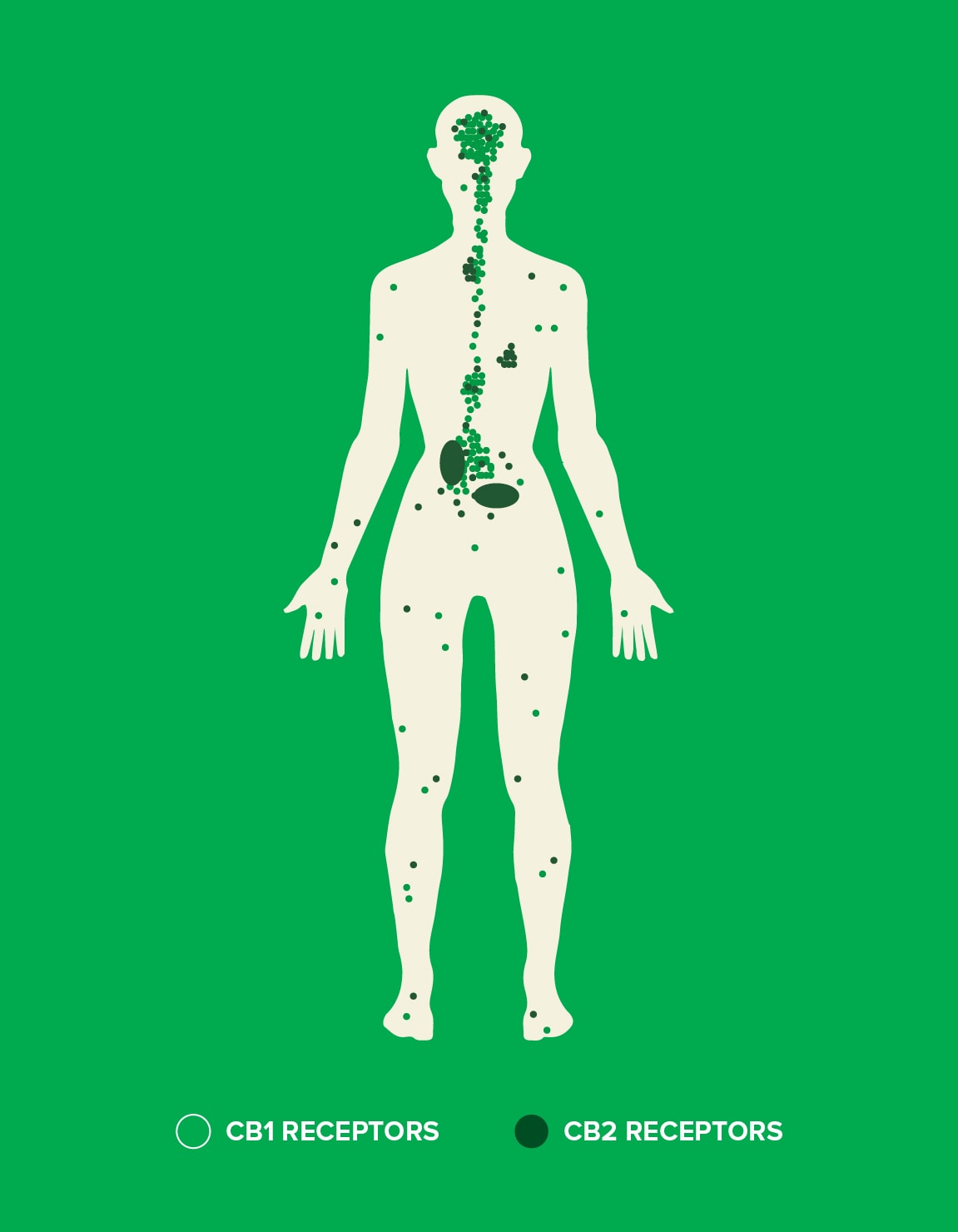 How CBD & endocannabinoids work