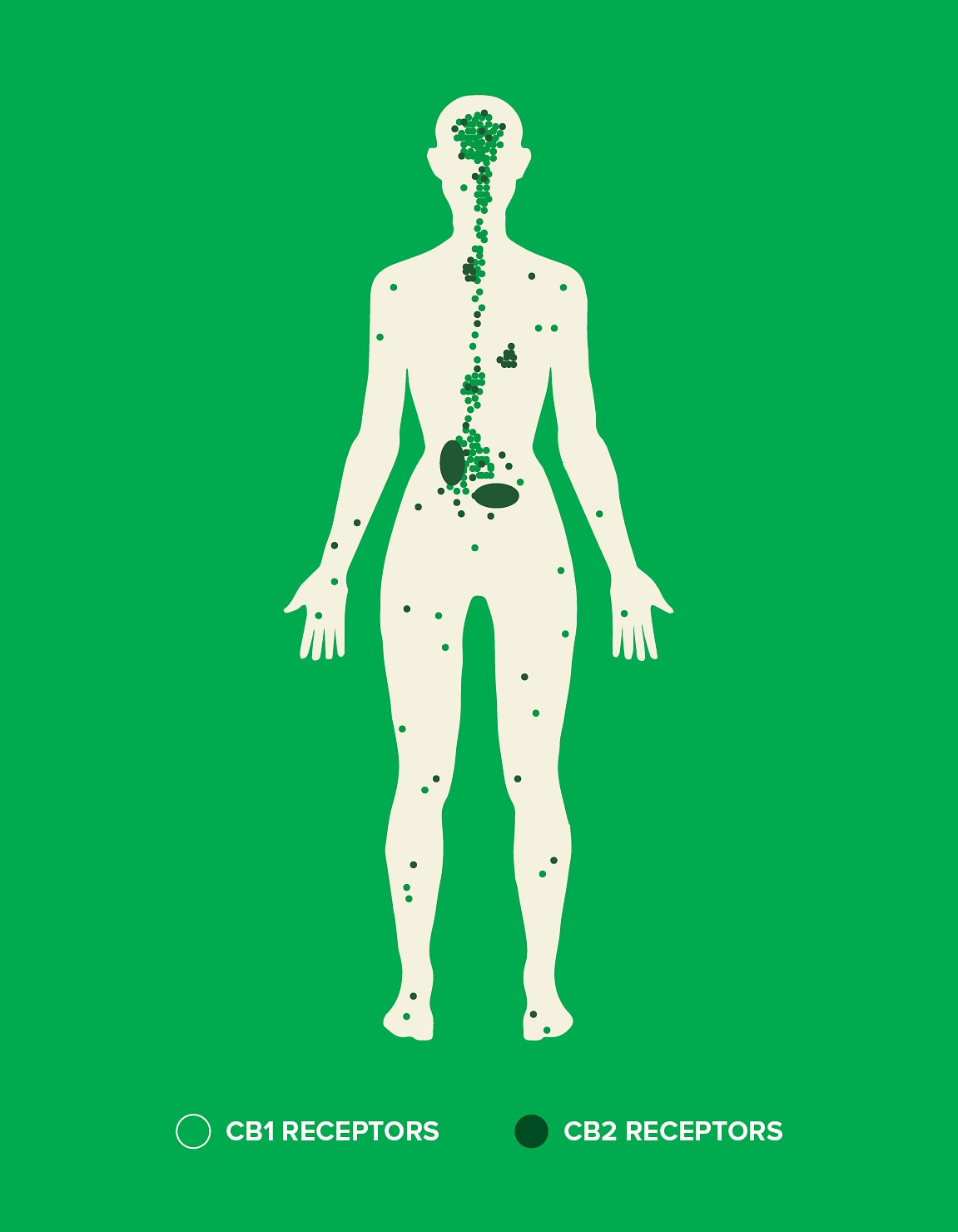 The Endocannaboid System and it receptors in the human body
