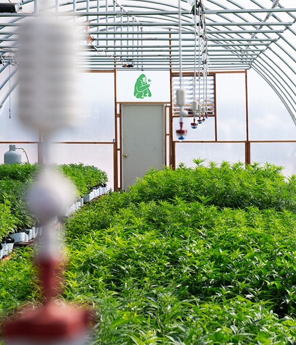 Hemp Farming Seed to Shelf - Gorilla FarmCo