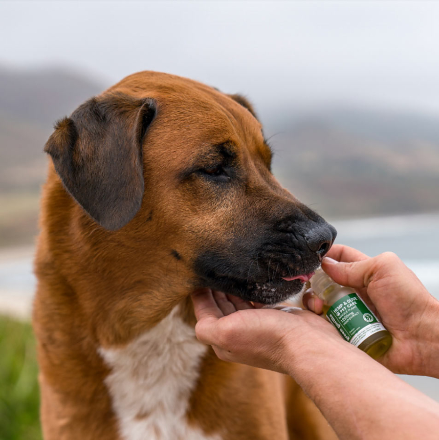 A dog licking a bottle of Green Gorilla™ CBD oil.