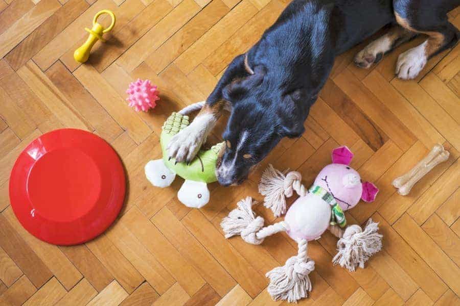 A dog laying on a wooden floor playing with chew toys.