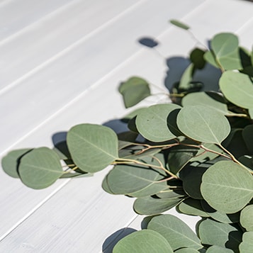 Eucalyptus Ingredient - CBD Balms, Rubs, Creams & Topicals