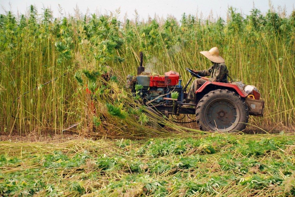 Farm Bill Signed! Hemp and CBD are Now Federally Legal