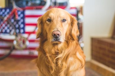 A golden retriever standing in front of an American flag.
