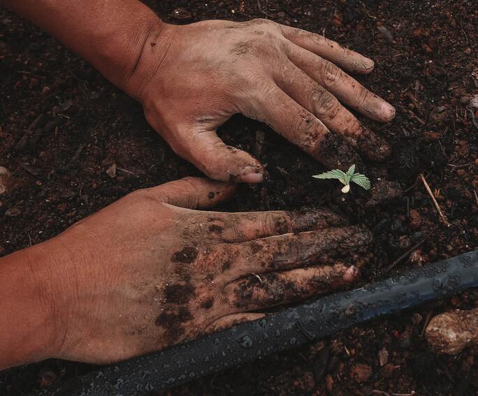 A set of hands pressed into the dirt next to a hemp sprout
