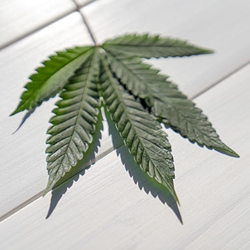 Hemp CBD Oil Ingredient - Cannabidiol Oils, Balms & Pet Treats