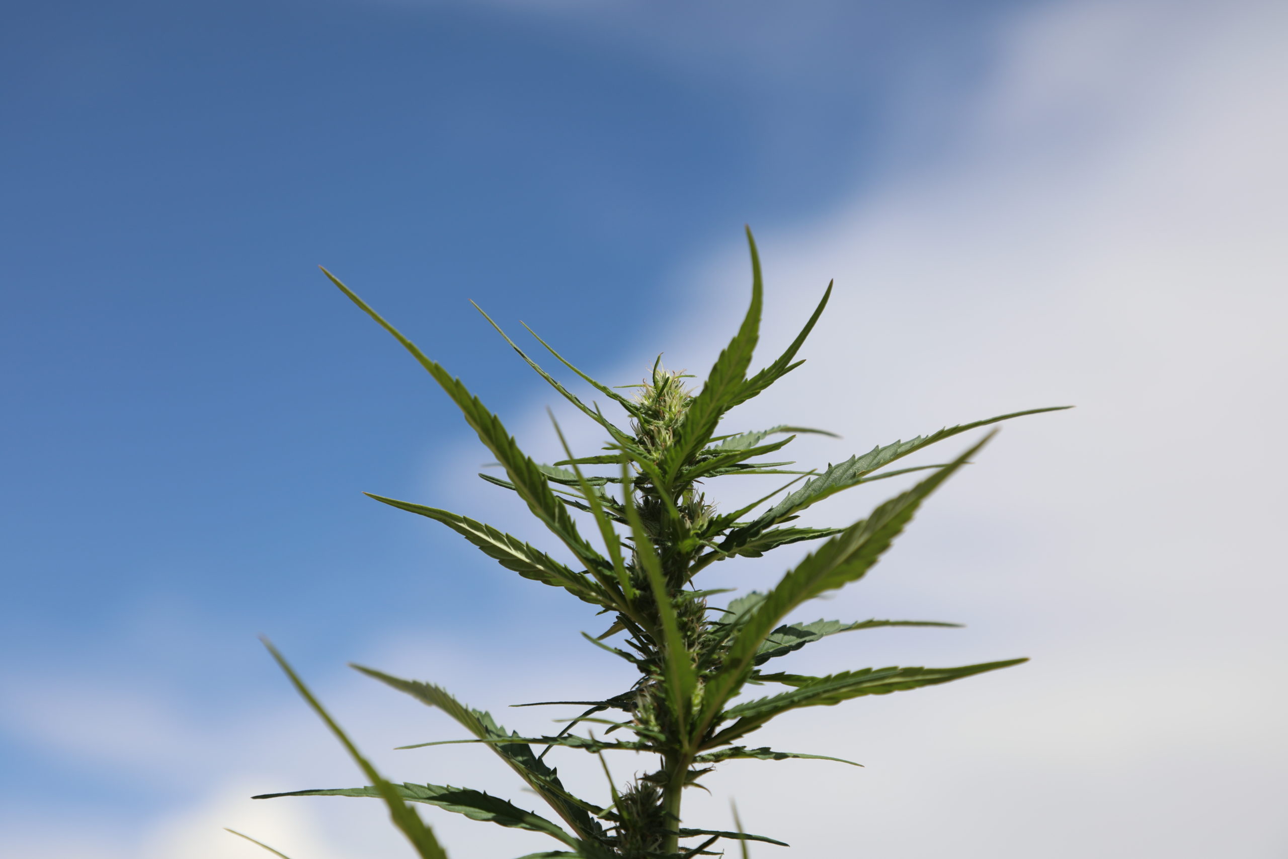 Best 4 reasons why Hemp Farming Is Good For the Planet