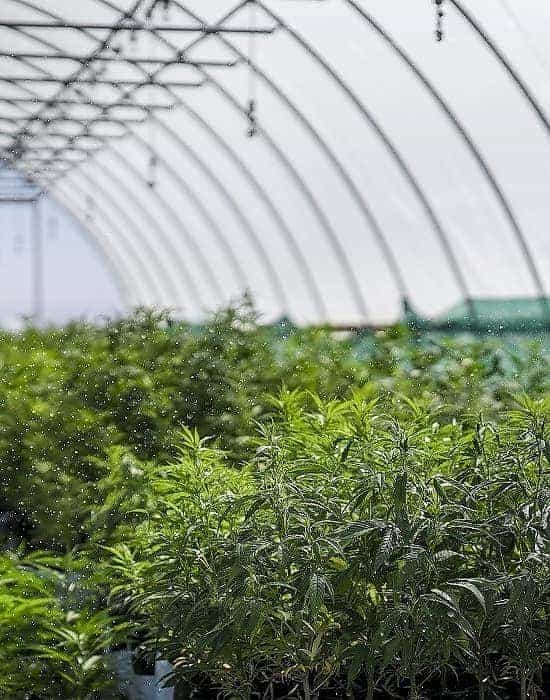 A greenhouse filled with hemp.