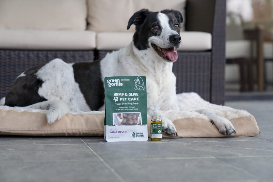 A dog lying next to CBD oil for pets and freeze-dried dog treats