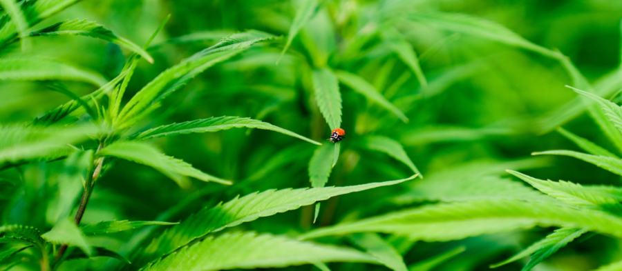 A ladybug perched on a hemp plant.