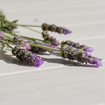 lavender ingredient - cbd balms, creams & topicals