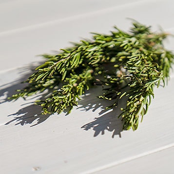 Rosemary Ingredient - CBD Topicals