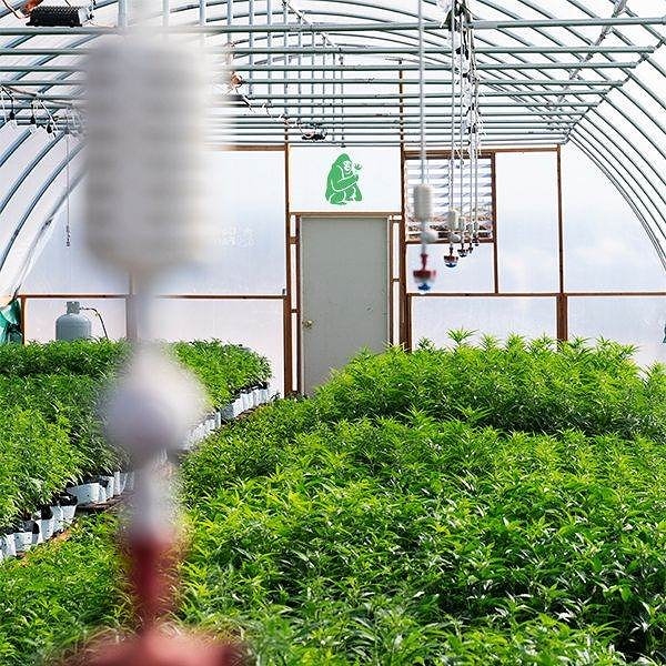 Hemp growing in a greenhouse.