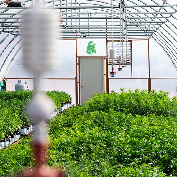 Hemp plants in a green house.