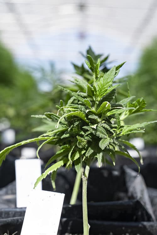 A photo of a young hemp plant in a greenhouse